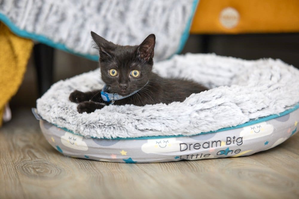 Little Petface - Cat Donut Bed - One Size - Image 4