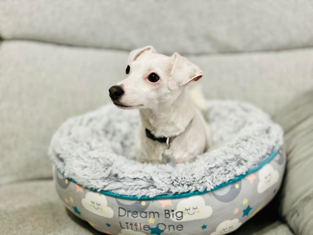 Little Petface - Cat Donut Bed - One Size - Image 5
