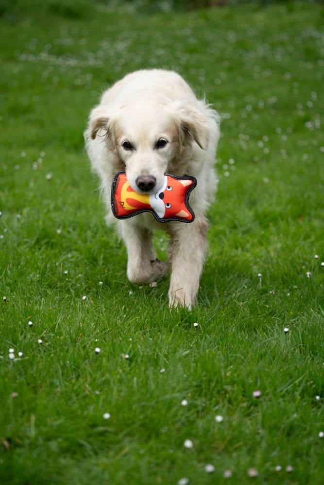 Petface Buddies - Mixed Dog Toy (Koala/Rhino/Fox) - One Toy Supplied - Image 5