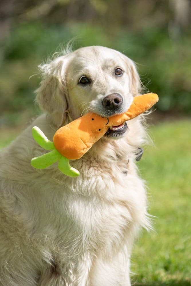 Petface - Foodie Faces Furry Carrot Plush Dog Toy - Image 5