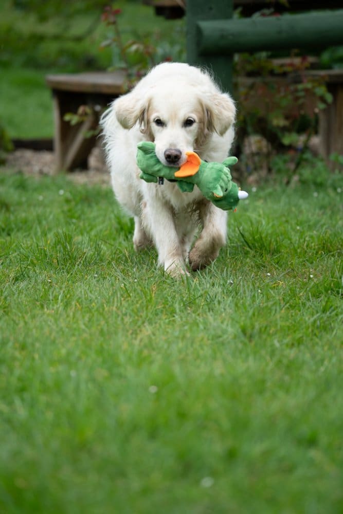 Petface Buddies - Soft Green Dragon Plush Dog Toy - Image 5