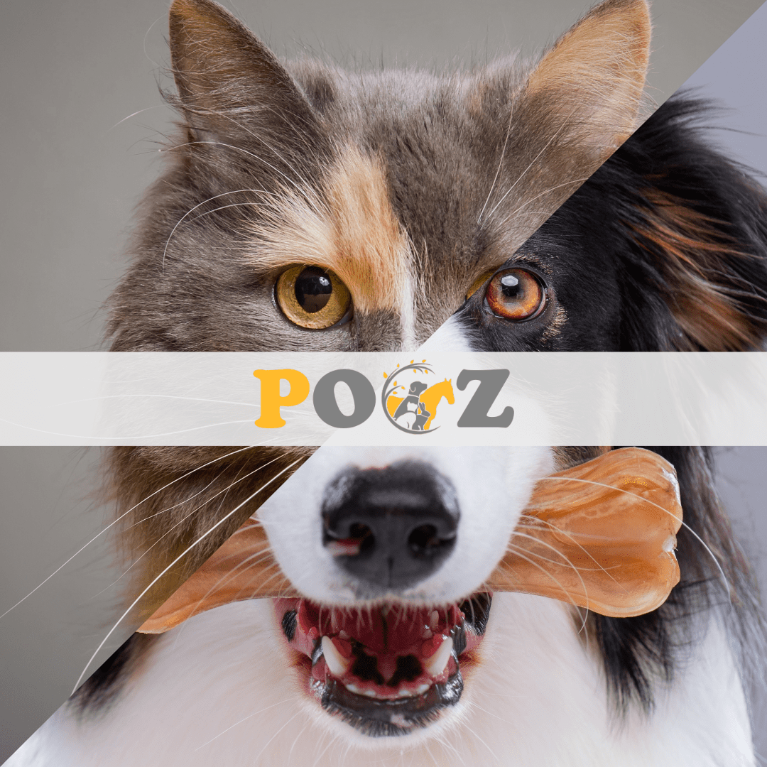 Liver Fluke Test - Cat/Dog