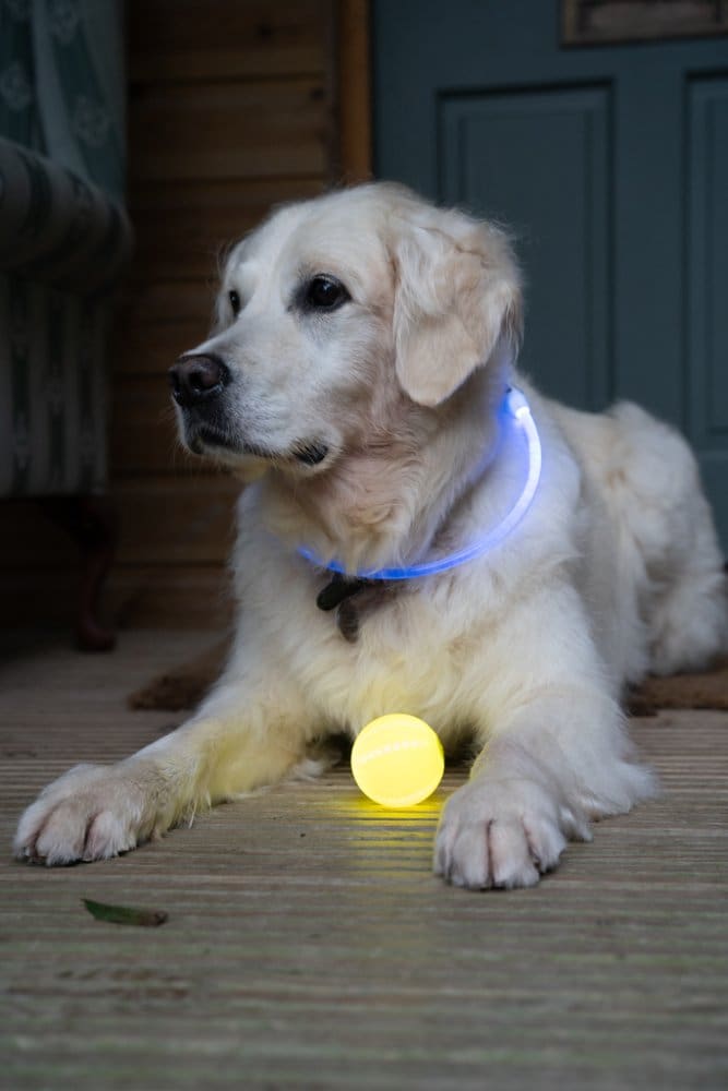 Petface - Outdoor Paws USB Rechargeable LED Ring Dog Collar - Image 6