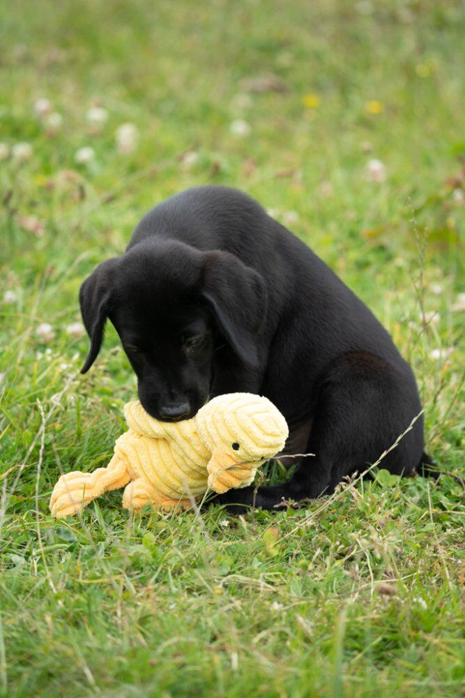 LITTLE PETFACE DENNY DUCKLING PLUSH DOG TOY - Image 3