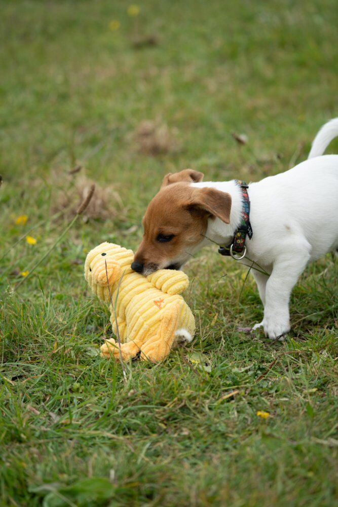 LITTLE PETFACE DENNY DUCKLING PLUSH DOG TOY - Image 5