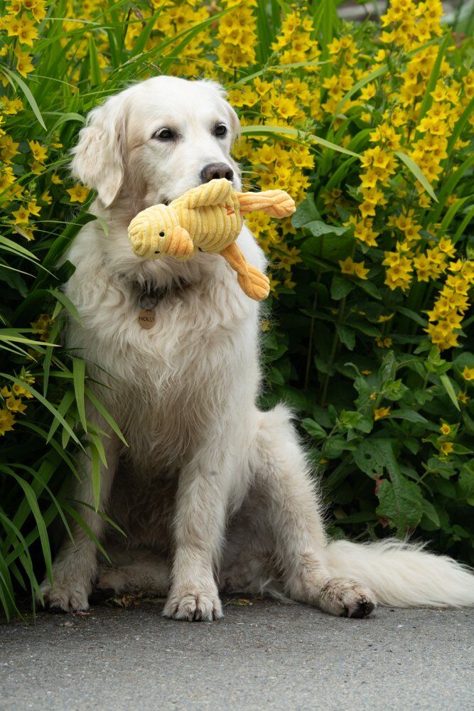 LITTLE PETFACE DENNY DUCKLING PLUSH DOG TOY - Image 7
